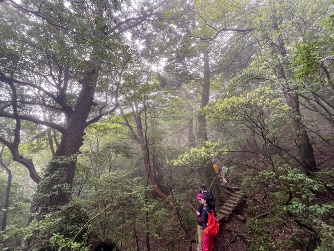 屋久島観光_縄文杉トレッキング_山道と霧の中の自然