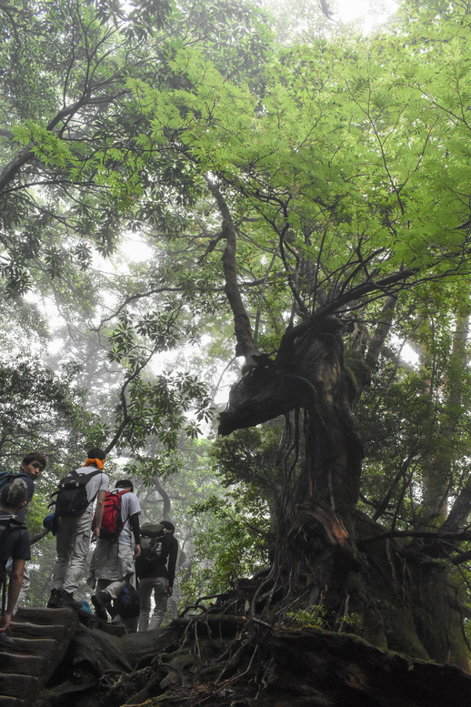 屋久島観光_縄文杉トレッキング_山道と霧の中の自然