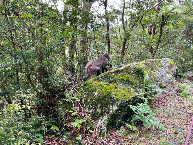 屋久島観光_縄文杉トレッキング_トロッコ道とサル