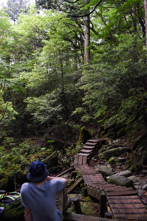 屋久島観光_縄文杉トレッキング_山道と霧の中の自然