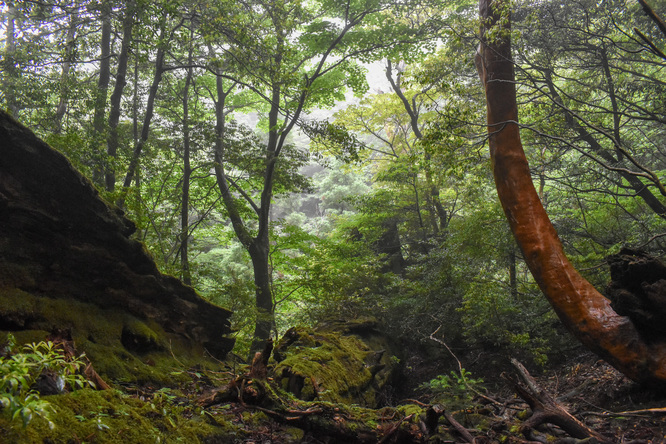 屋久島観光_縄文杉トレッキング_山道と霧の中の自然