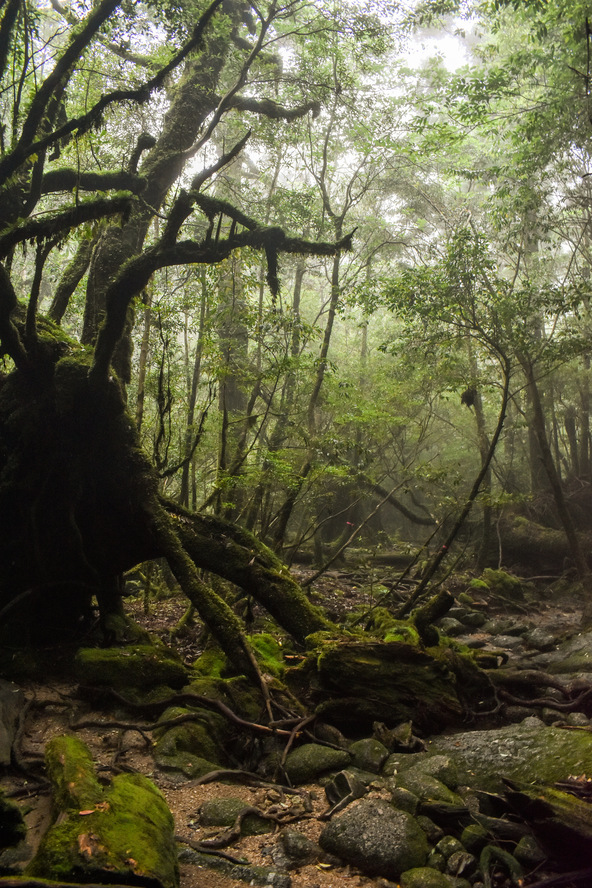 白谷雲水峡_太古の竜の遺骸_もののけ姫の森_屋久島の見どころ