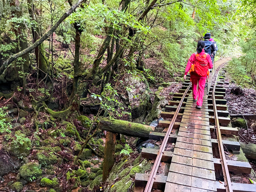 屋久島_縄文杉トレッキング_トロッコ道