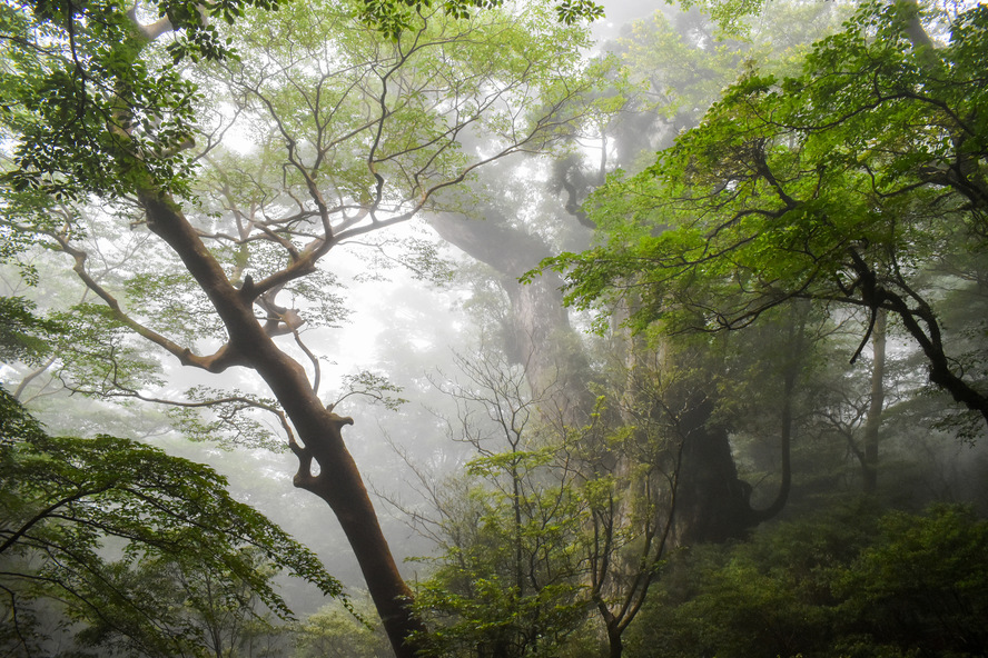 屋久島_縄文杉_横からアップ