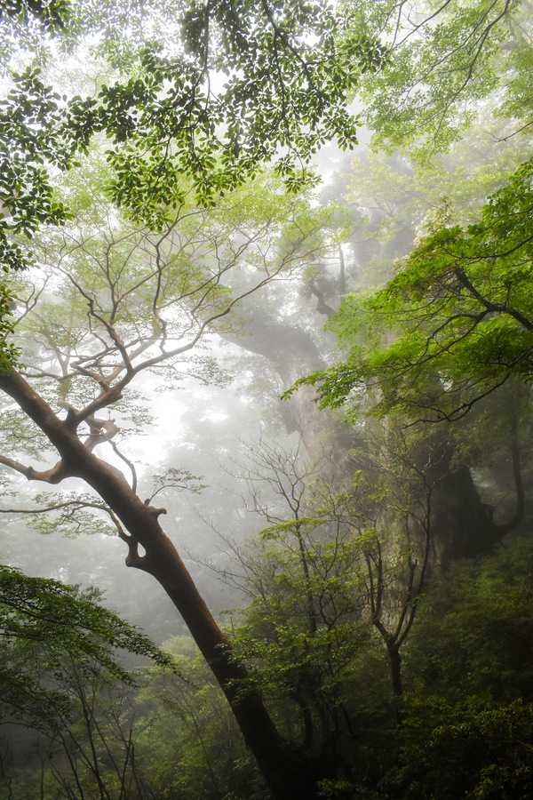 屋久島_縄文杉_横からアップ右_大迫力