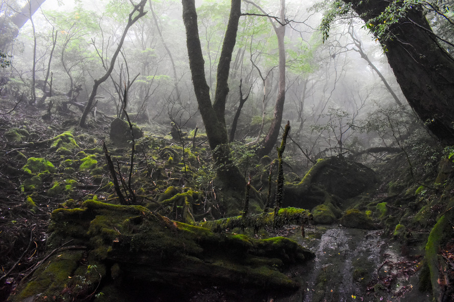 屋久島_縄文杉トレッキング_もののけ姫の森_ツアーで行くべきメリットと理由④