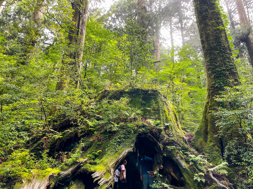 屋久島_縄文杉トレッキングの見どころ_ウィルソン株