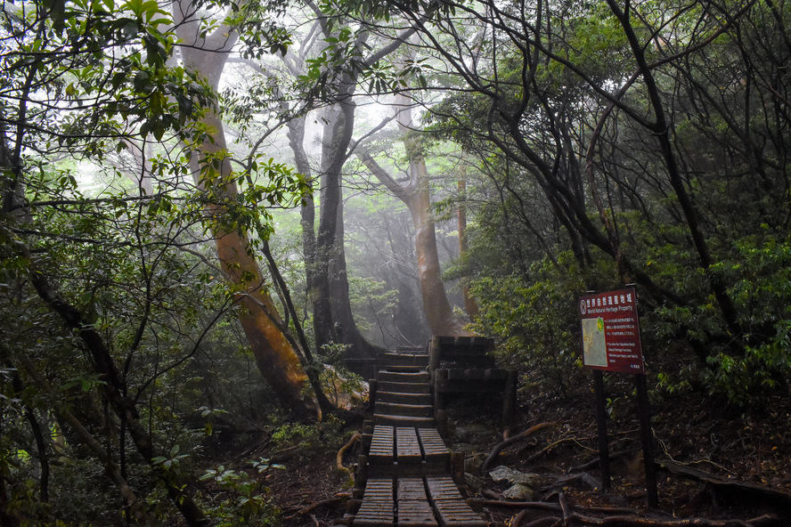 屋久島_縄文杉トレッキング_世界遺産ゾーン