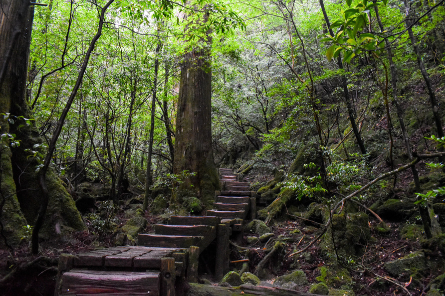 屋久島_縄文杉トレッキング_個人アクセス