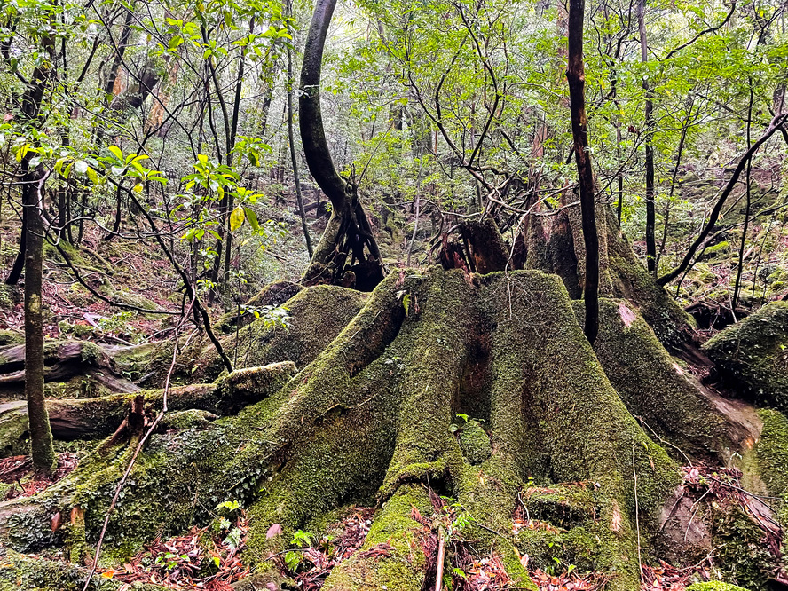 屋久島_縄文杉トレッキング_切り株