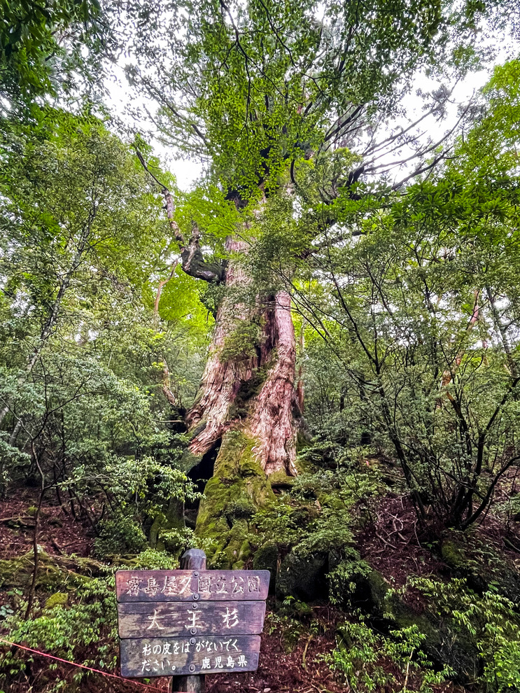 屋久島_縄文杉トレッキングの見どころ_大王杉