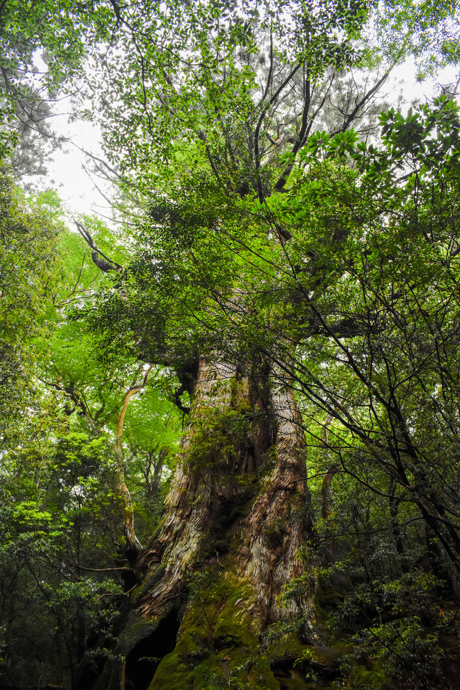 屋久島_縄文杉トレッキングの見どころ_大王杉正面