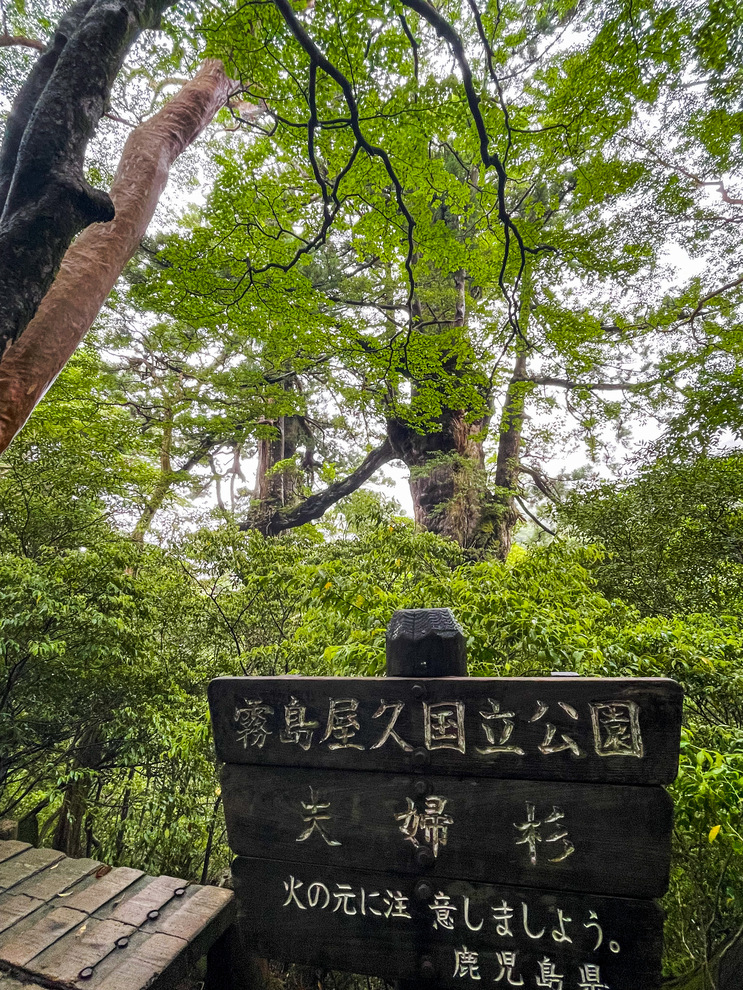 屋久島_縄文杉トレッキングの見どころ_夫婦杉