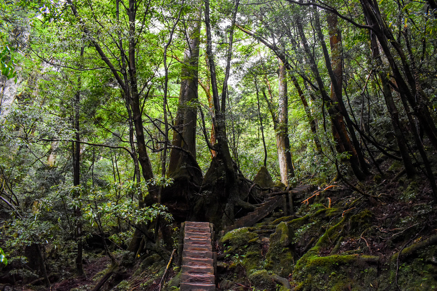 屋久島_縄文杉トレッキング_山道