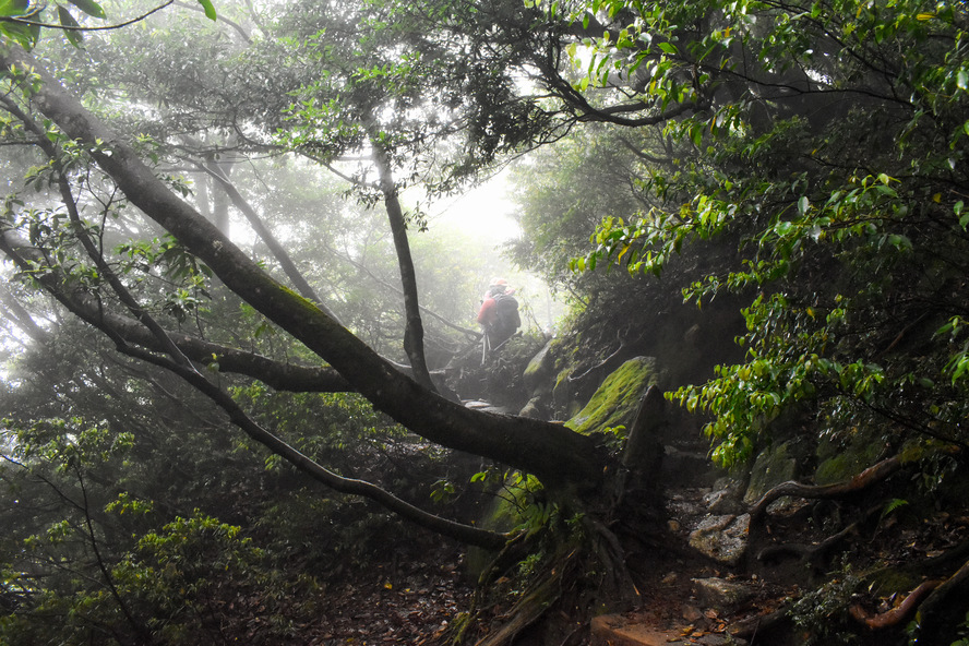 屋久島_縄文杉トレッキング_霧の中、もののけ姫の森を行く