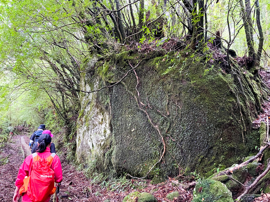 屋久島の植生_花崗岩と苔と土壌