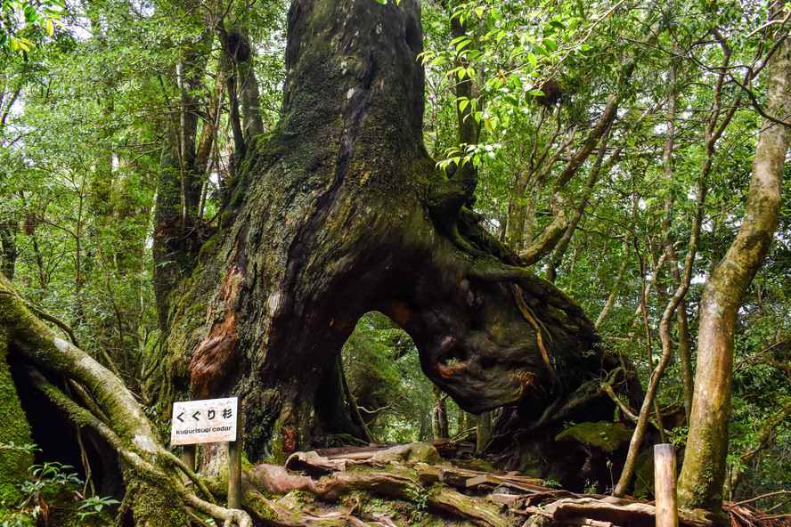 白谷雲水峡_くぐり杉_もののけ姫の森_屋久島の見どころ