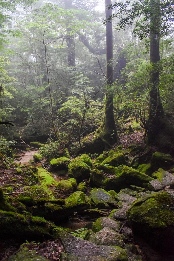 白谷雲水峡_もののけ姫の森_ガイドなし屋久島観光のオススメ