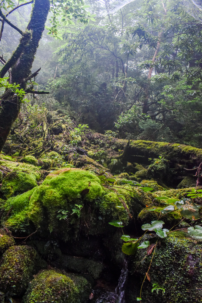 白谷雲水峡_もののけ姫の森と植生_屋久島観光