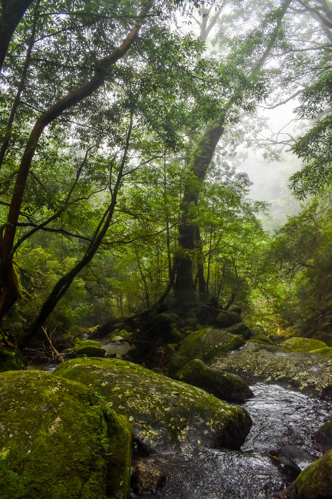 白谷雲水峡_もののけ姫の森と沢_ガイドなし屋久島観光のオススメ