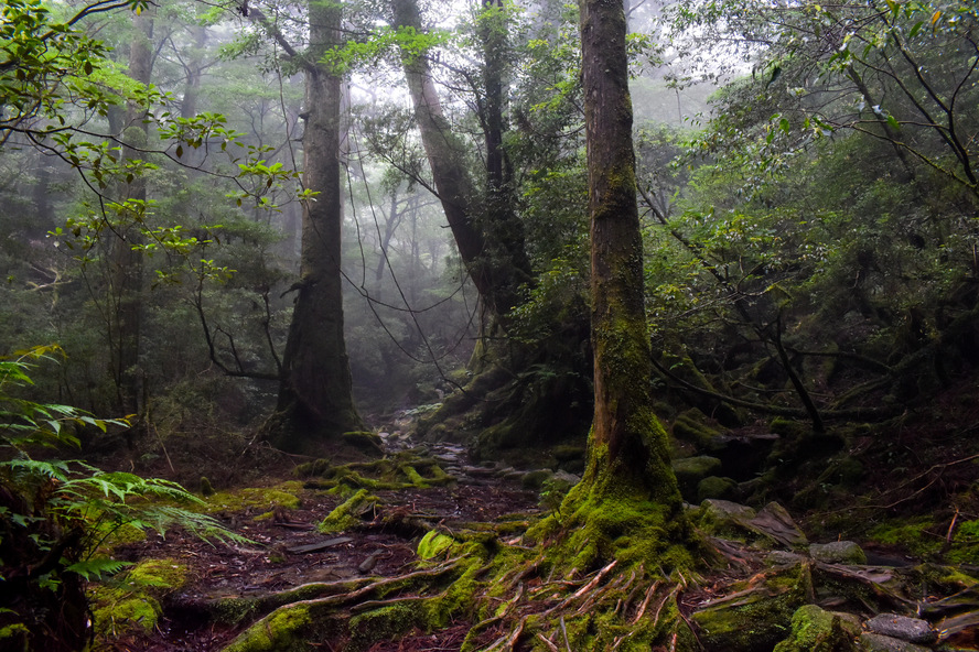 白谷雲水峡_もののけ姫の森と霧_ガイドなし屋久島観光のオススメ