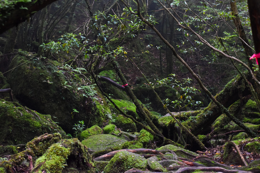 白谷雲水峡_トレッキング_ガイドなし_屋久島案内