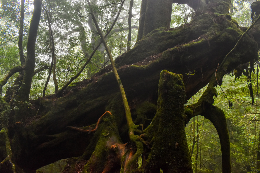 白谷雲水峡_三本槍杉_もののけ姫の森_屋久島の見どころ