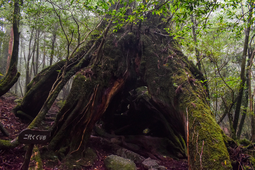 白谷雲水峡_二代くぐり杉_もののけ姫の森_屋久島の見どころ