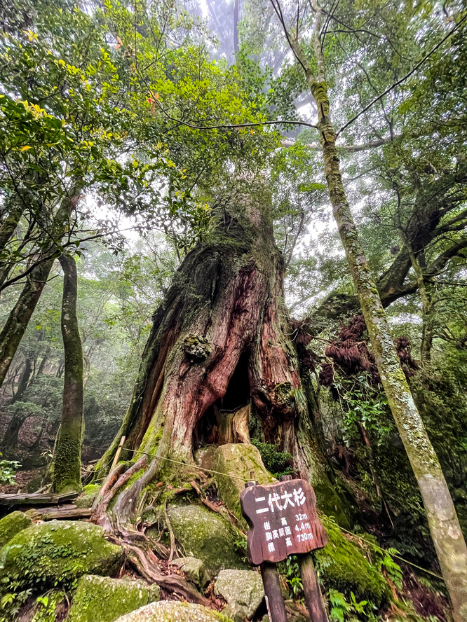 白谷雲水峡_二代大杉_もののけ姫の森_屋久島の見どころ