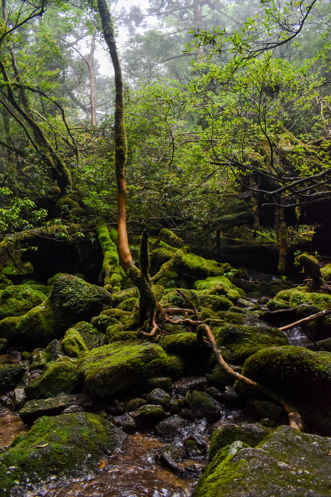 白谷雲水峡_奉行杉コース杉_もののけ姫の森_屋久島の見どころ