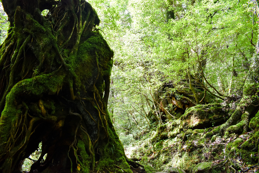 白谷雲水峡_晴わたるもののけ姫の森_ガイドなし屋久島観光のオススメ