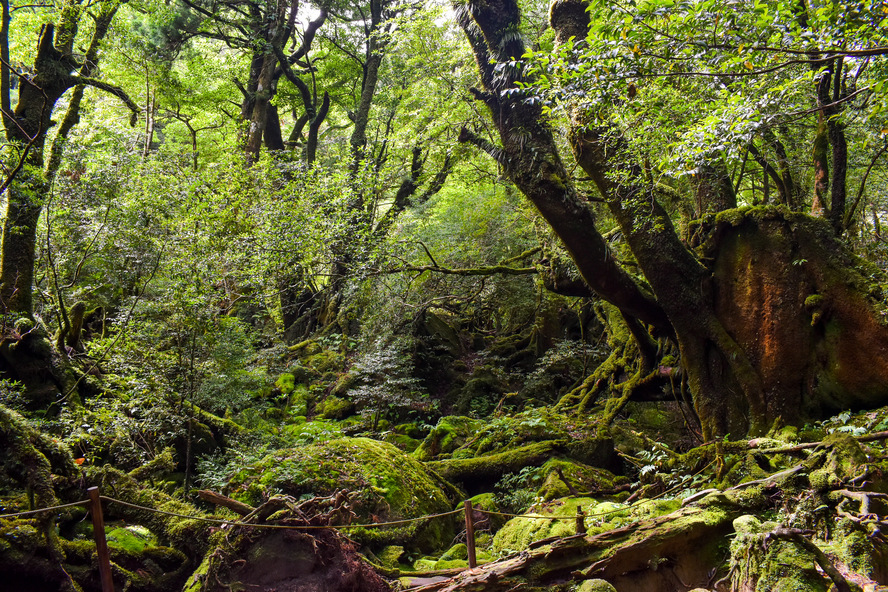 白谷雲水峡_苔むす森_もののけ姫の森_屋久島観光プラン