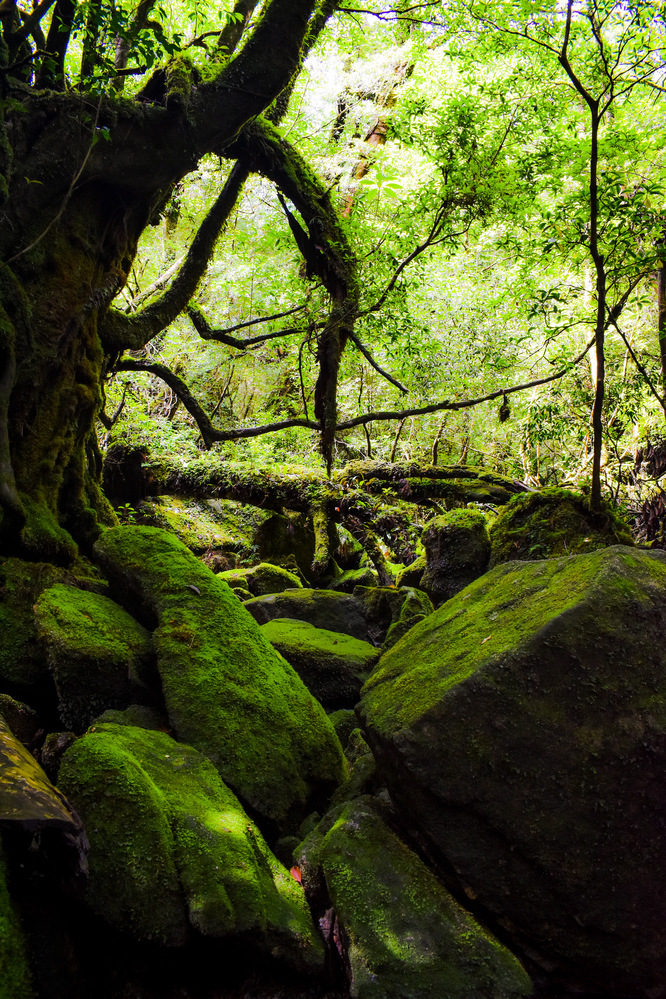 白谷雲水峡_苔むす森・もののけ姫の森と岩と沢・もののけ姫の森_屋久島観光のオススメ