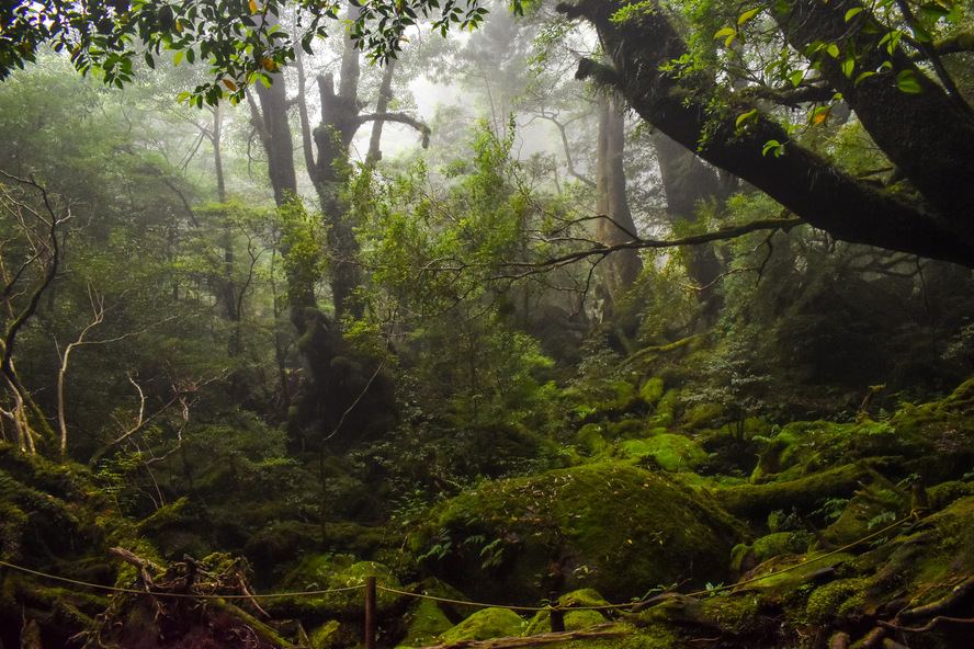 白谷雲水峡_霧がかる苔むす森_屋久島観光のオススメ