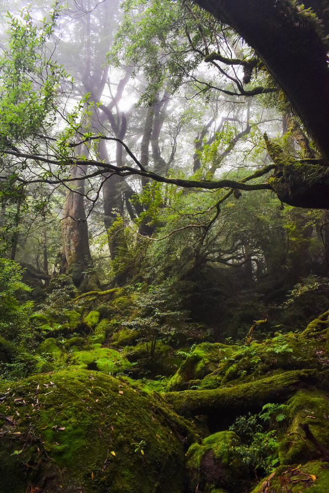 白谷雲水峡_霧がかる苔むす森・もののけ姫の森_屋久島観光のオススメ