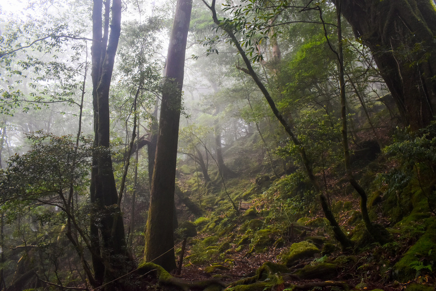 白谷雲水峡・もののけ姫の森_奉行杉コース_屋久島観光のオススメ