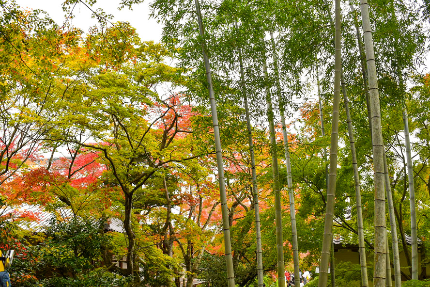 常寂光寺_名前の由来_秋の京都・嵐山