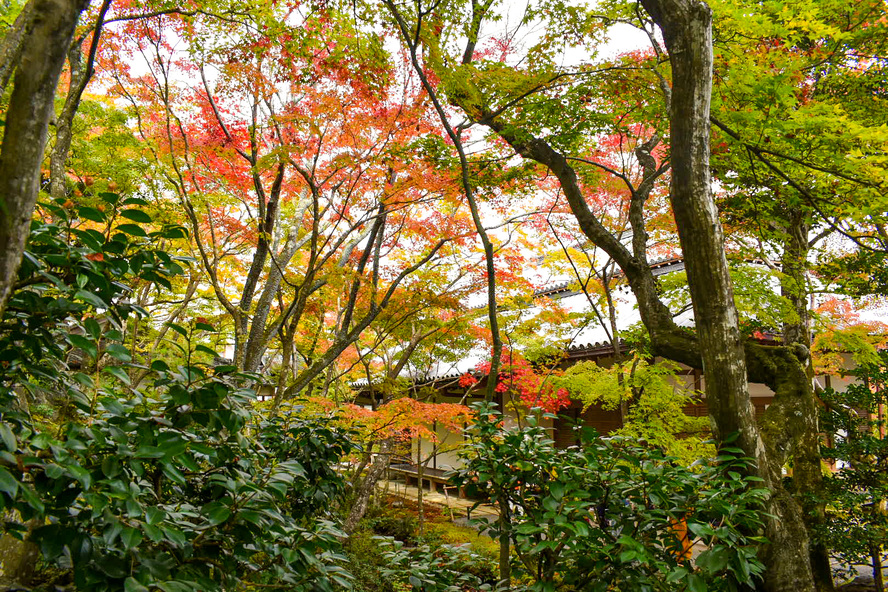 常寂光寺_木々と紅葉と本堂_秋の京都・嵐山