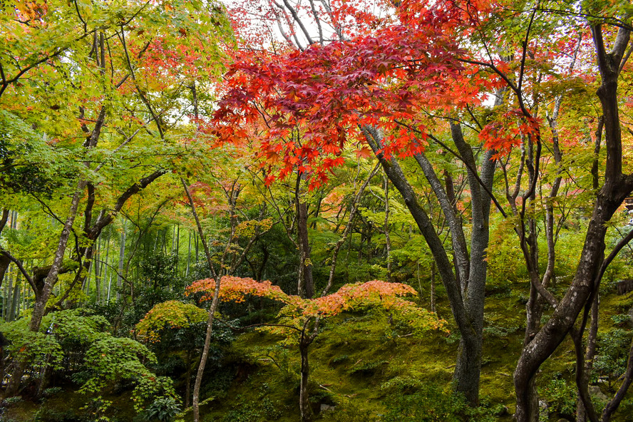 常寂光寺_本堂前の紅葉_秋の京都・嵐山