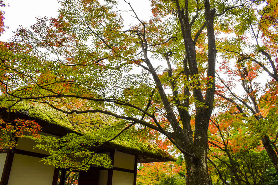 常寂光寺_茅葺き屋根の仁王門と紅葉_観光案内