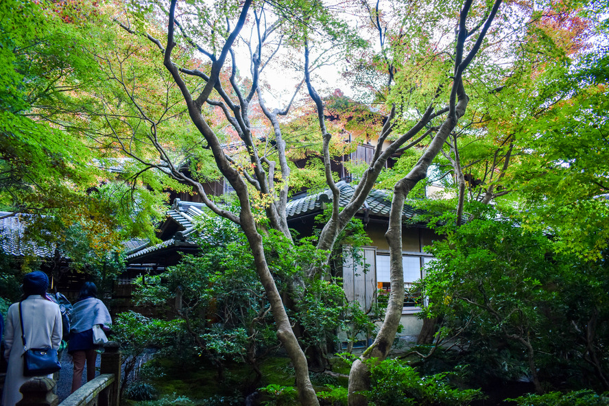 瑠璃光院の見どころ_書院と参道_京都の秋と紅葉