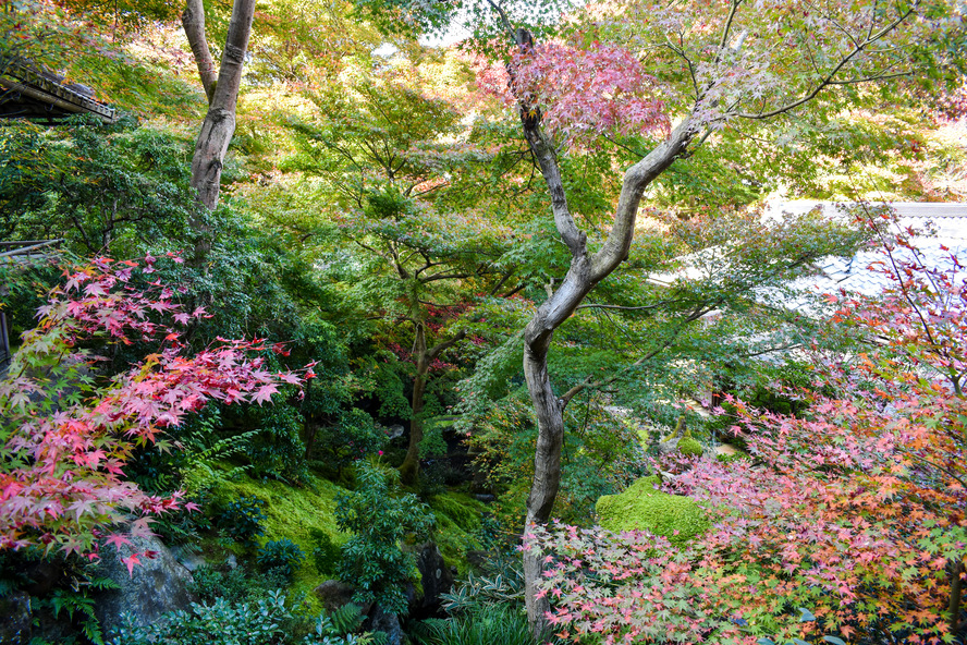 瑠璃光院の観光情報_書院と京都の秋と紅葉