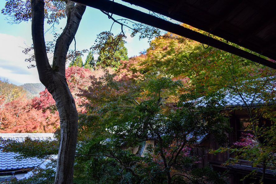瑠璃光院の観光情報_書院：京都の秋と紅葉