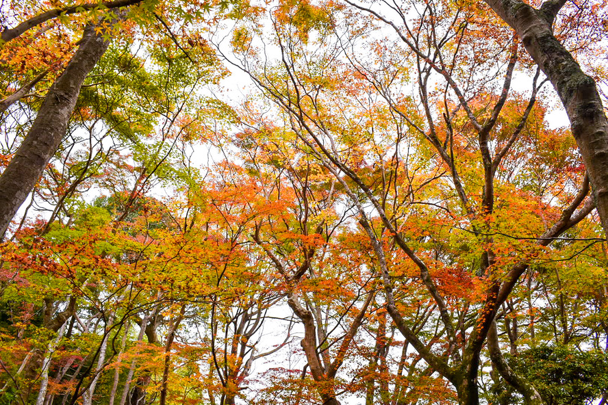 祇王寺の観光情報_秋の京都・嵐山旅行