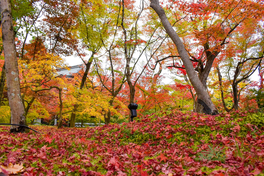 秋のもみじの永観堂_紅葉の見どころ_散り紅葉