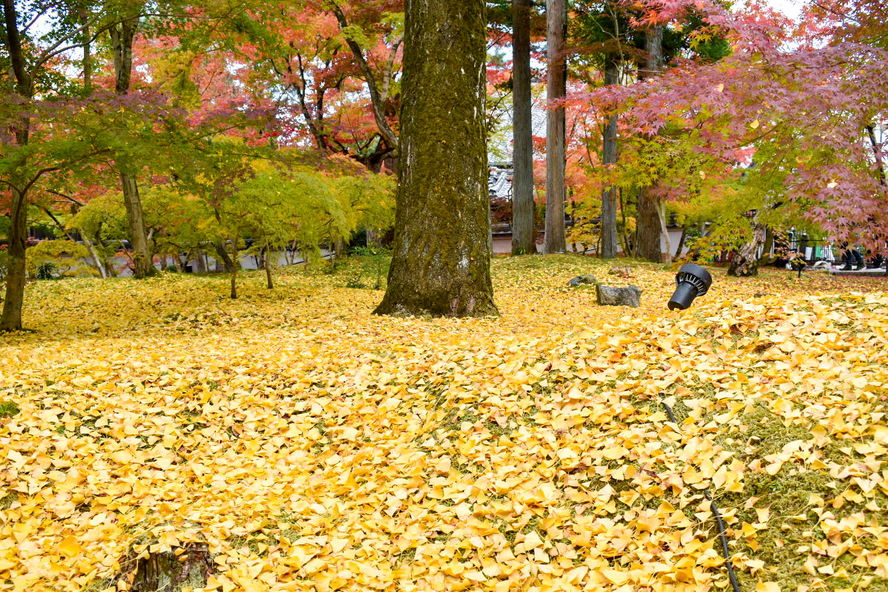 秋のもみじの永観堂_紅葉の見どころ_イチョウ