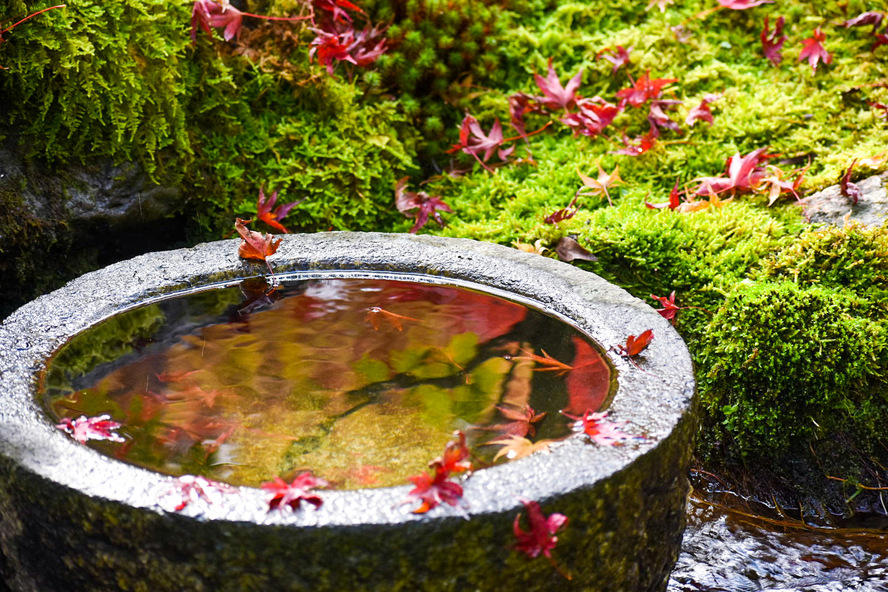 秋のもみじの永観堂_紅葉の観光案内