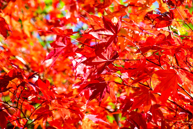 竹田城跡の見どころ_表米神社_紅葉