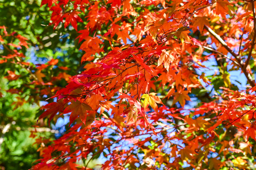 竹田城跡_観光情報_紅葉