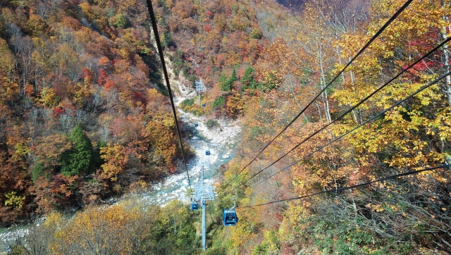 苗場スキー場_秋の紅葉観光